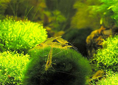Фото с сайта vitawater.ru